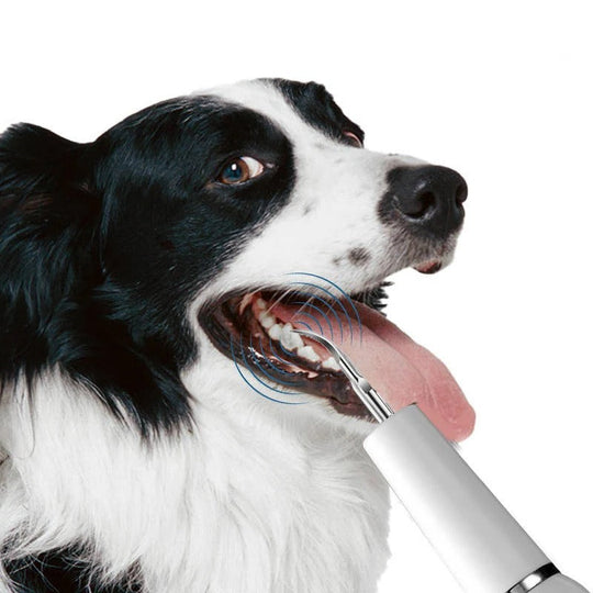 Dog Dental Care with Tartar Control and Calculus Removal