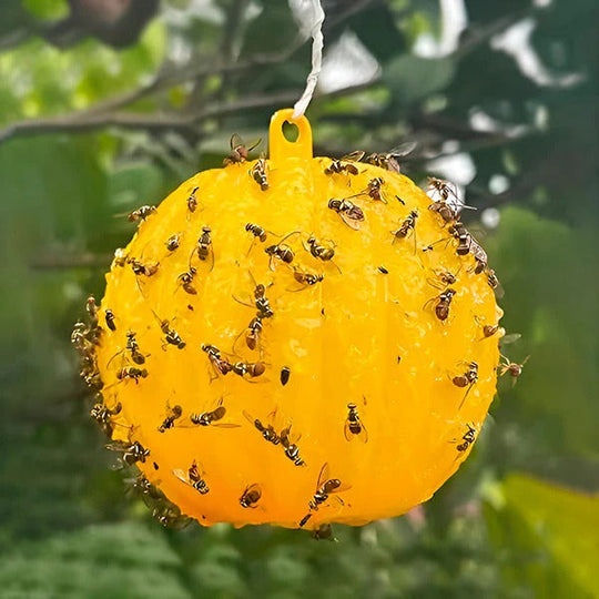 Fly Trap with Adhesive Sticky Layer and Set of 6