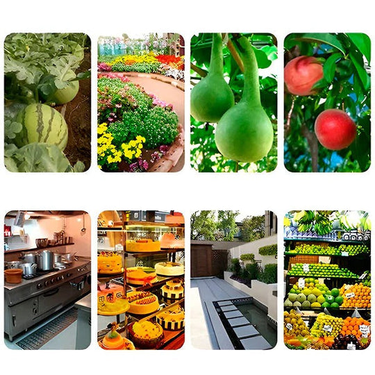 Fly Trap with Adhesive Sticky Layer and Set of 6