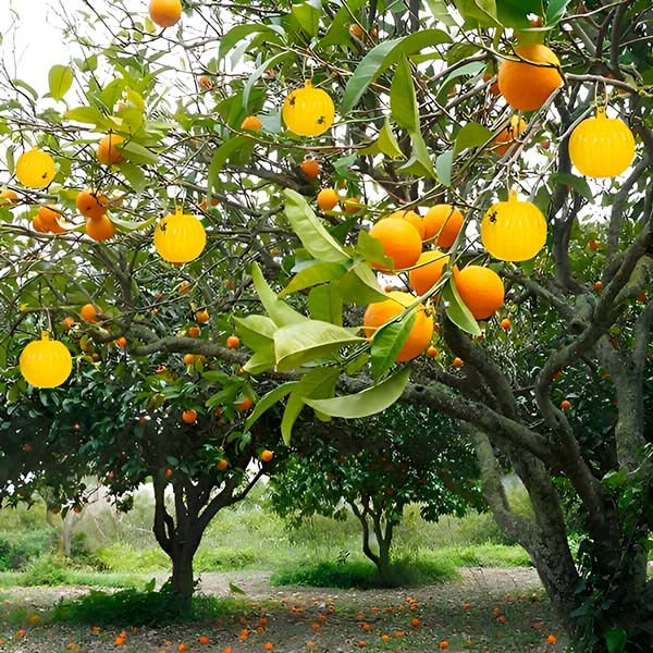 Fly Trap with Adhesive Sticky Layer and Set of 6