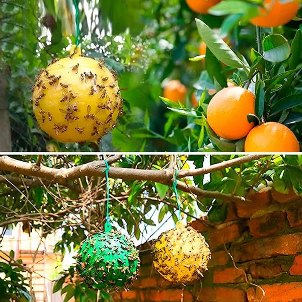 Fly Trap with Adhesive Sticky Layer and Set of 6