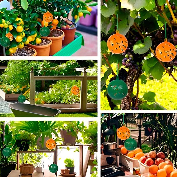 Fly Trap with Adhesive Sticky Layer and Set of 6