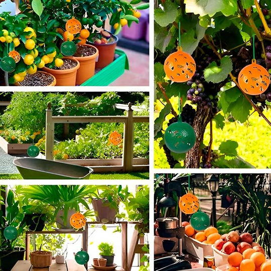 Fly Trap with Adhesive Sticky Layer and Set of 6