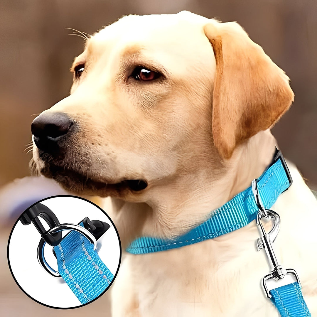 Dog Collar with Adjustable Fit and Clip Buckle