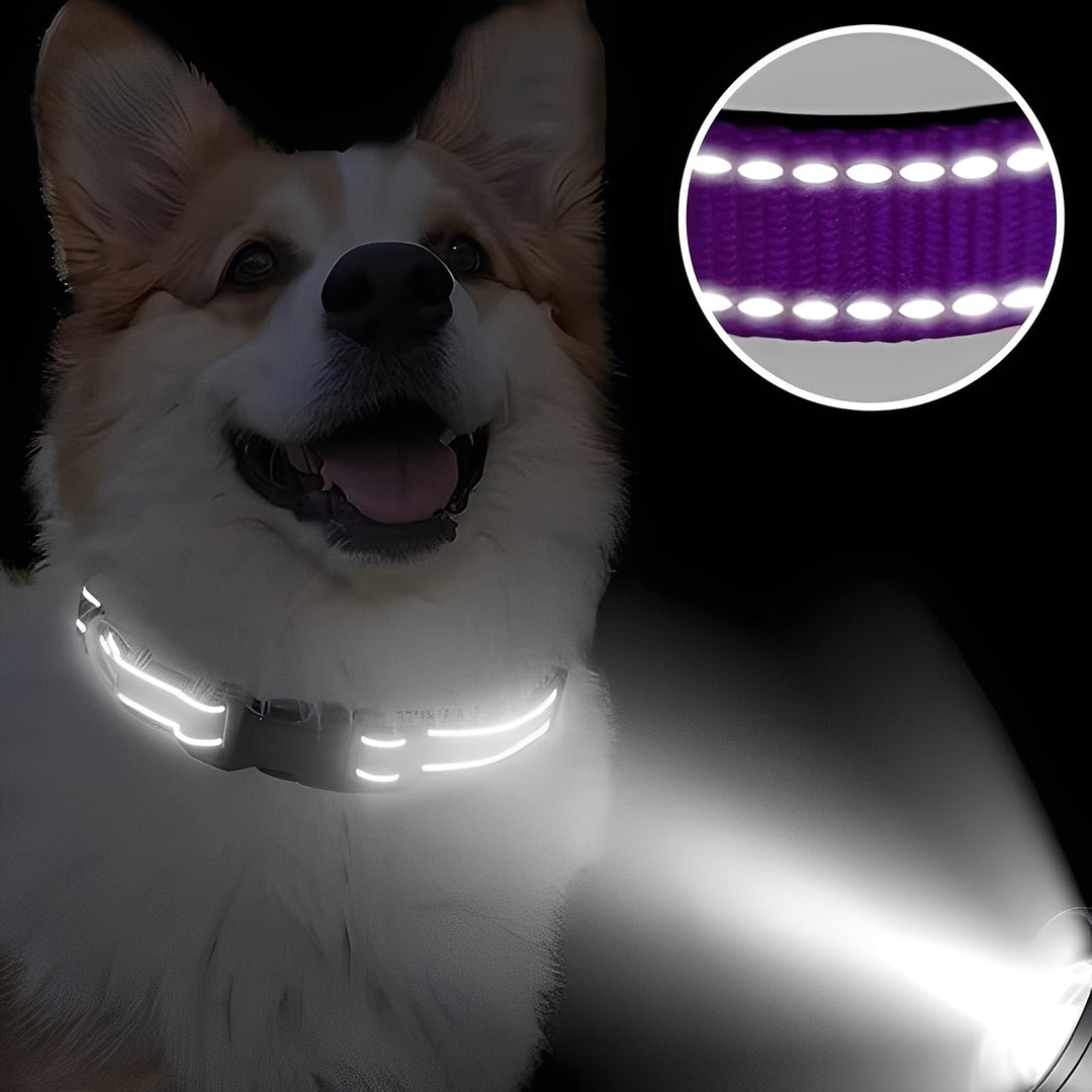 Dog Collar with Adjustable Fit and Clip Buckle