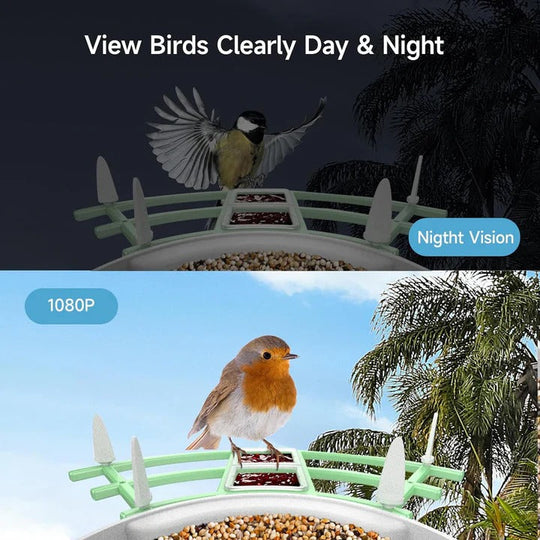 Bird Feeder with Camera and Night Vision