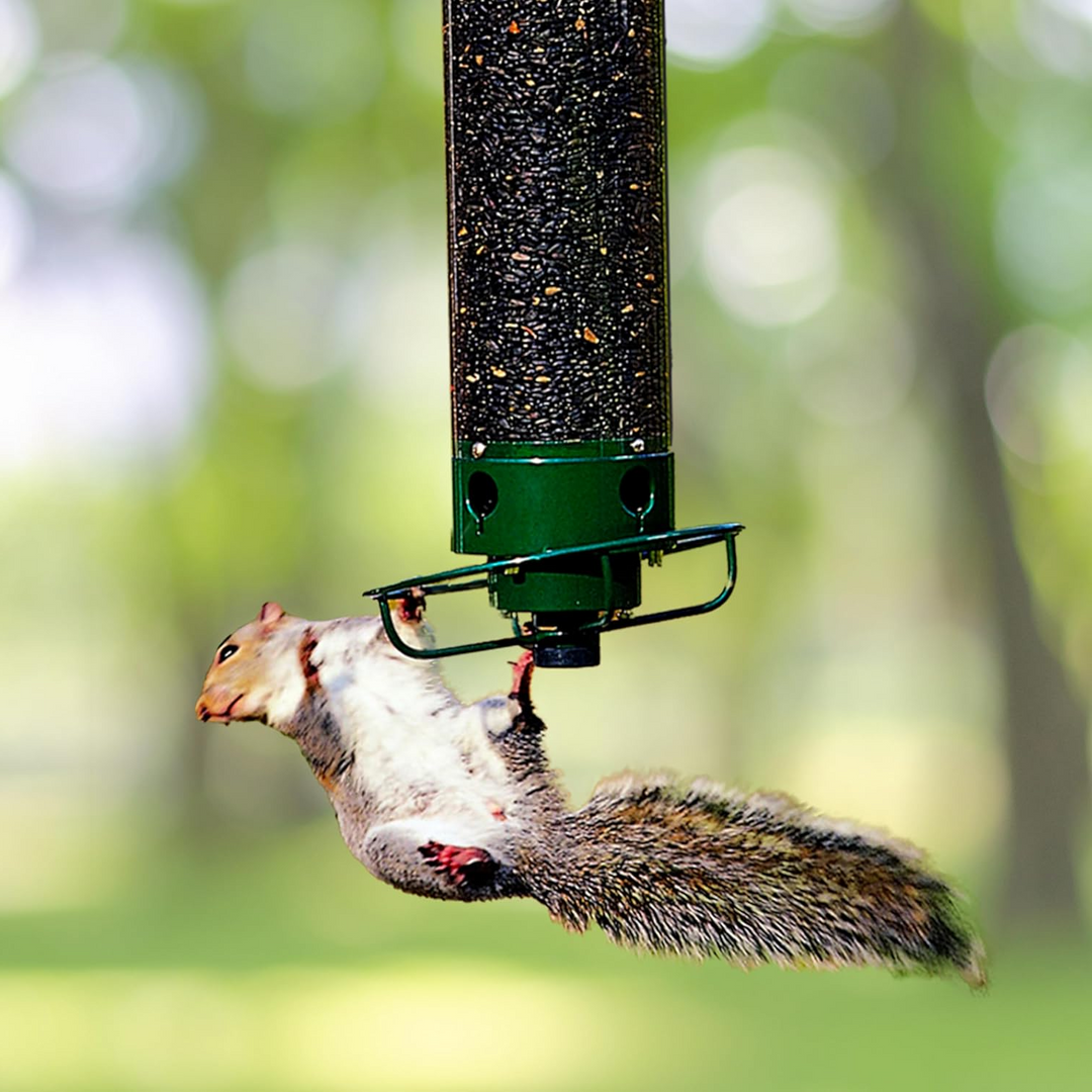 Bird Feeder with Squirrel Resistance and Hanging Mount