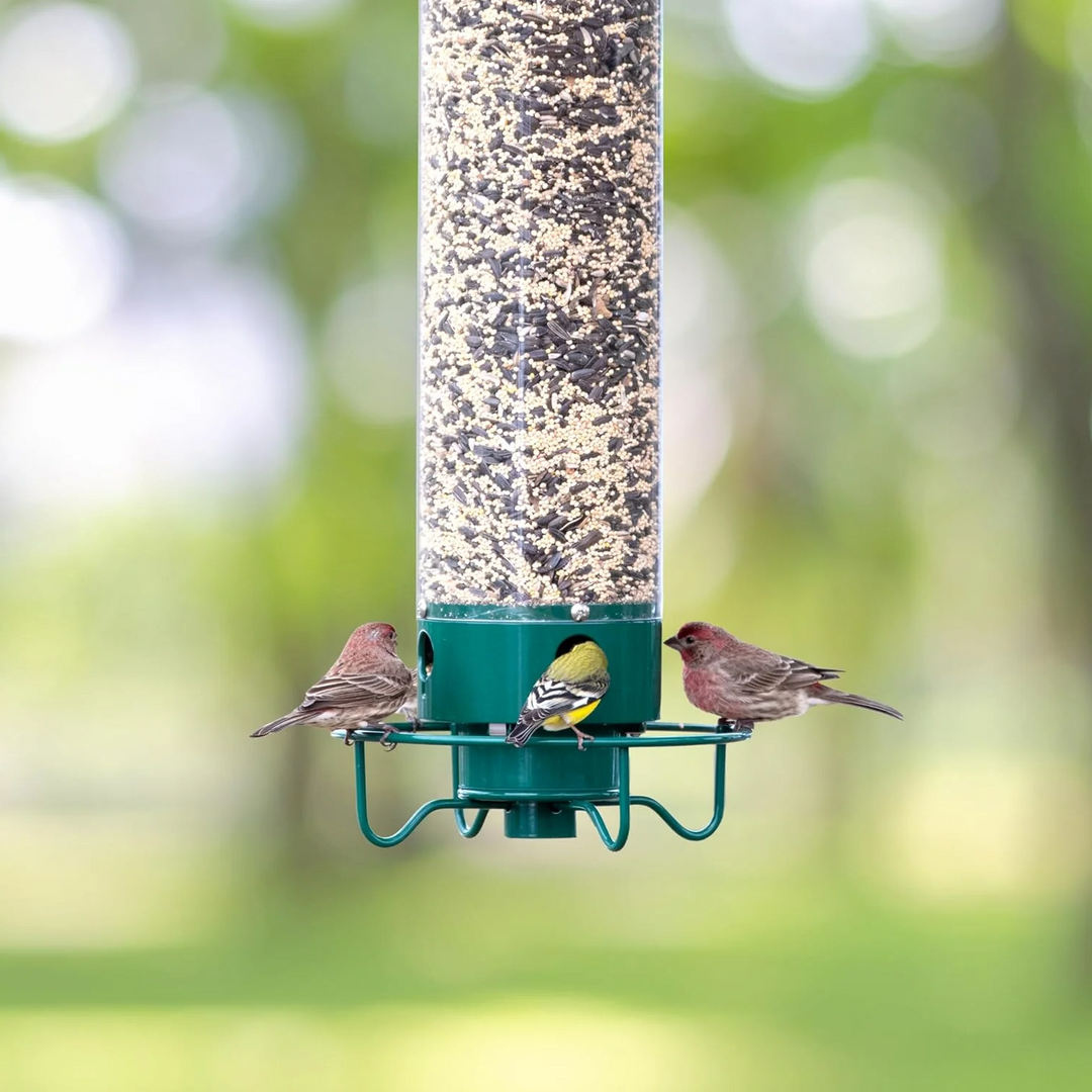 Bird Feeder with Squirrel Resistance and Hanging Mount