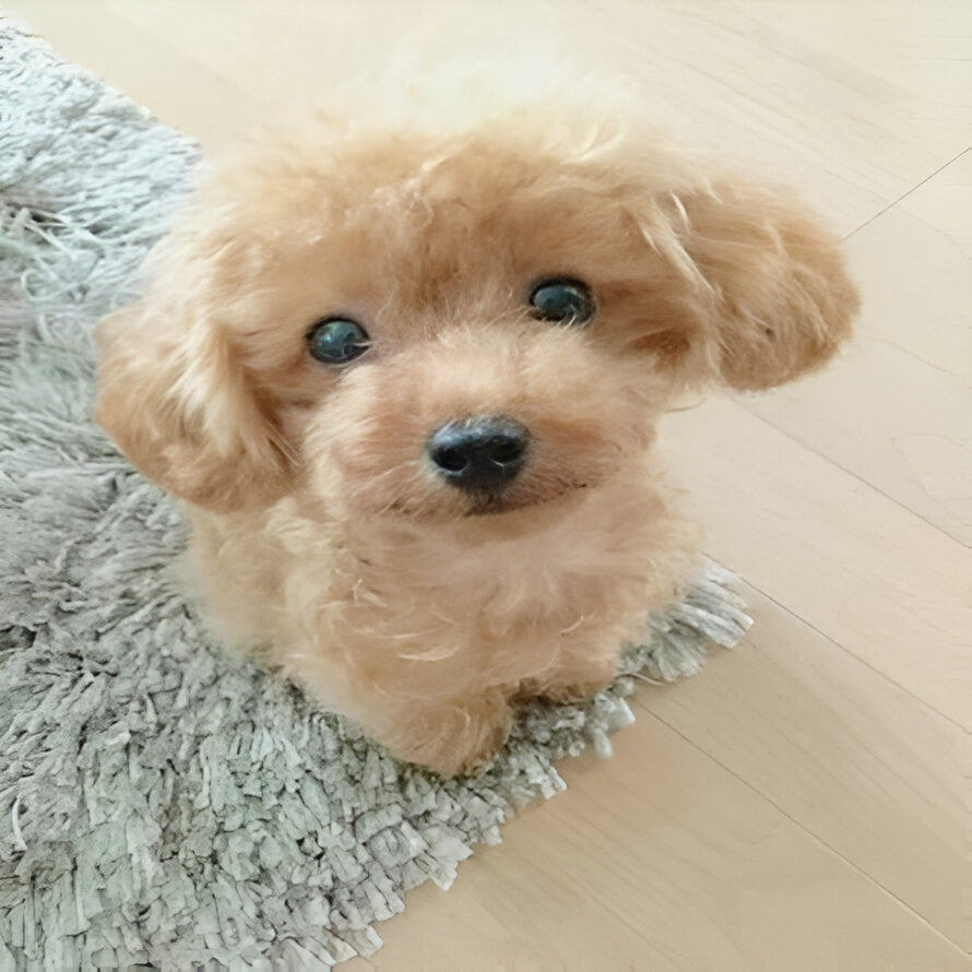 Plush Puppy Toy with Soft Fur and Weighted Filling