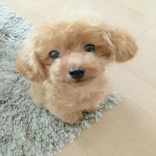 Plush Puppy Toy with Soft Fur and Weighted Filling