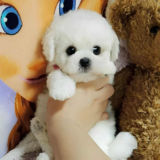 Plush Toy with Soft Fur and Cuddly Design