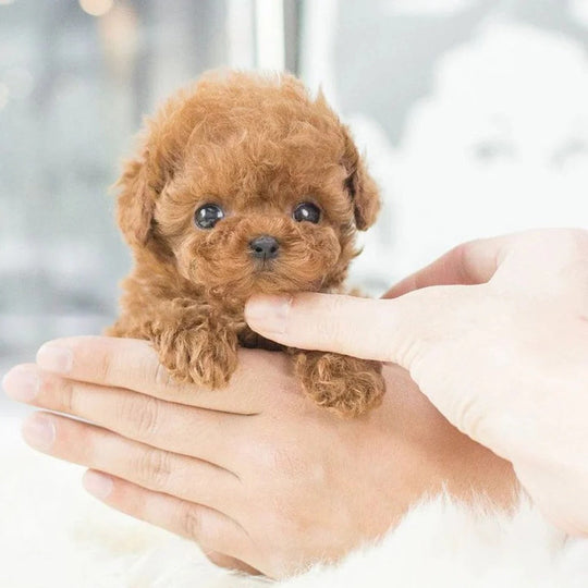 Robotic Dog with Interactive Play and Realistic Movements